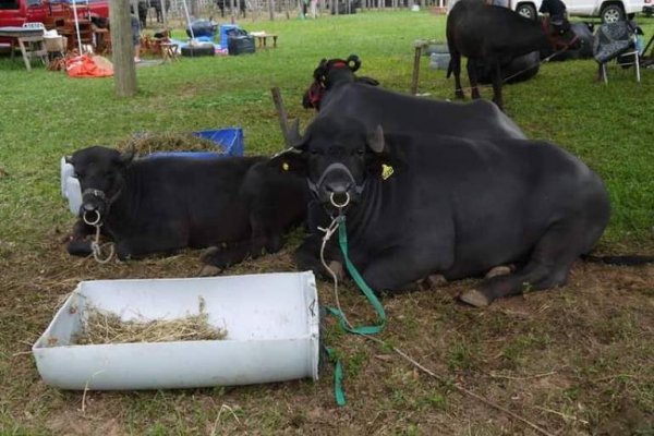 Se viene una nueva edición de la Fiesta Provincial del Búfalo