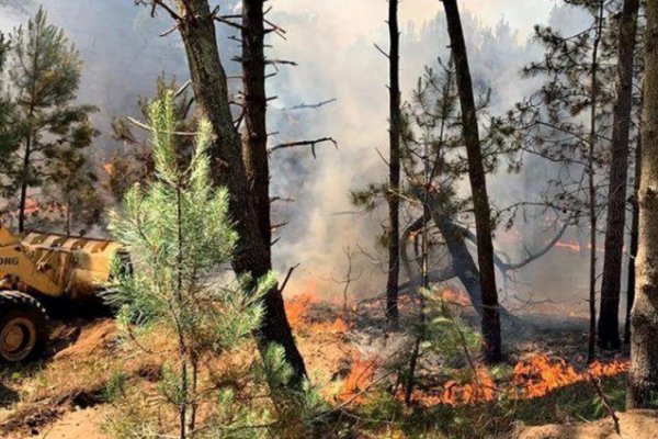 Un incendio en los bosques de Pinamar afecta a más de 30 hectáreas