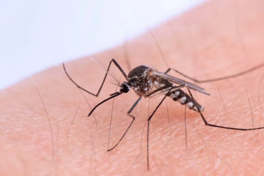 Especialistas alertan por la aparición explosiva de mosquitos