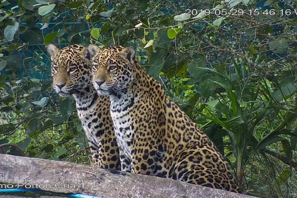 Siguen de cerca la reinserción del yaguareté en Corrientes