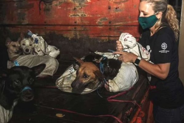 Rescataron a 53 perros maltratados que iban a matar para vender su carne