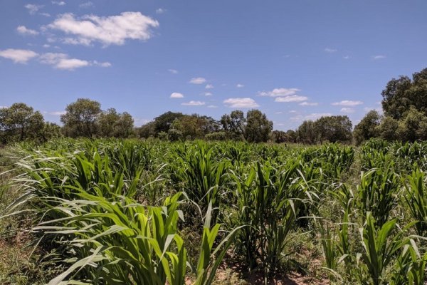 Las pasturas de los semilleros de Empedrado y Ramada Paso ya muestran los primeros resultados