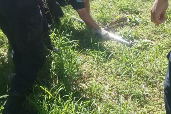 Hallaron una víbora Curiyú a metros de la costanera capitalina