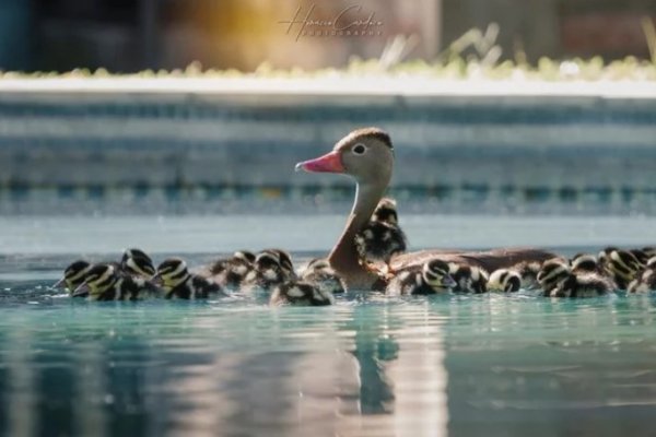 Sorpresa: Nacieron 25 patos sirirí en una pileta en Corrientes
