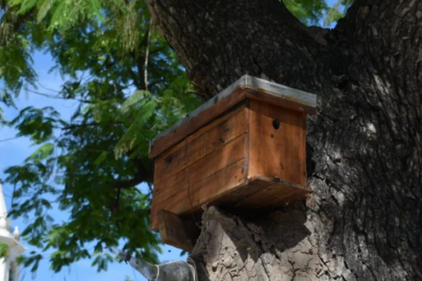 El extraño aparato que apareció sobre un árbol de una plaza de Corrientes