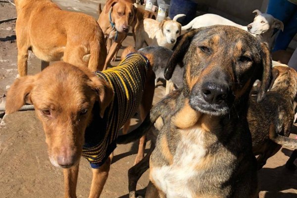 Organizan una jornada de adopción responsable de perros callejeros