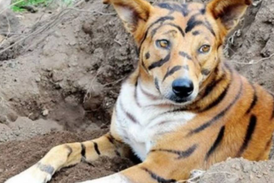 Fake News: Es falso que pintaron a un perro como yaguareté en Corrientes
