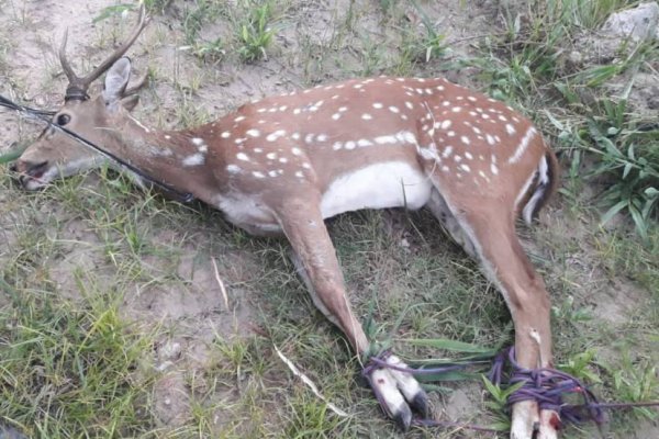 Rescataron un ciervo que estaba golpeado y atado con cables