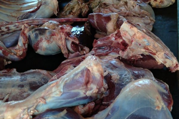 Secuestraron 800 kilos de carne vacuna de dudosa procedencia