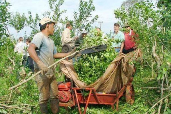 Productores yerbateros insisten con limitar las plantaciones