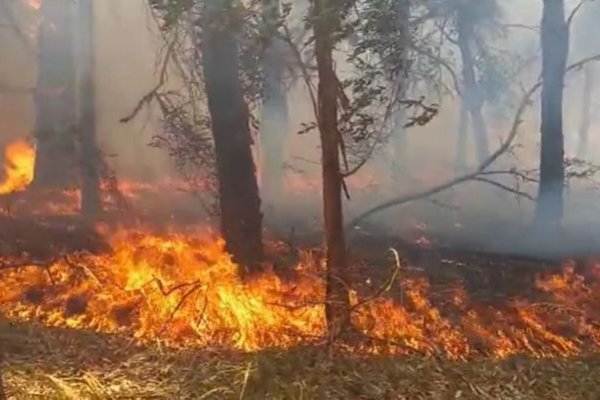 Un voraz incendio consumió gran parte del Parque Pereyra Iraola