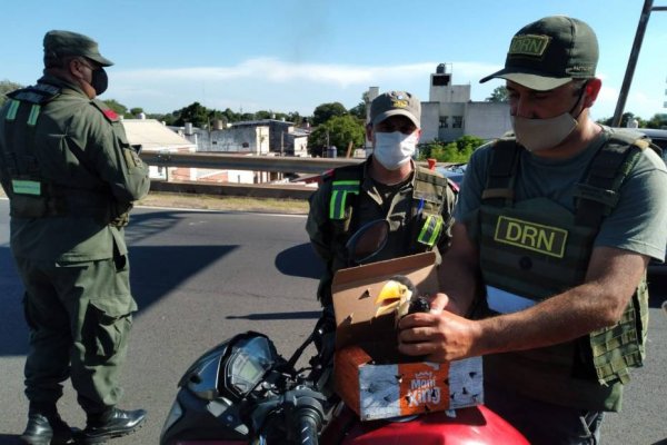 Traía un tucán en una caja para venderlo en Corrientes