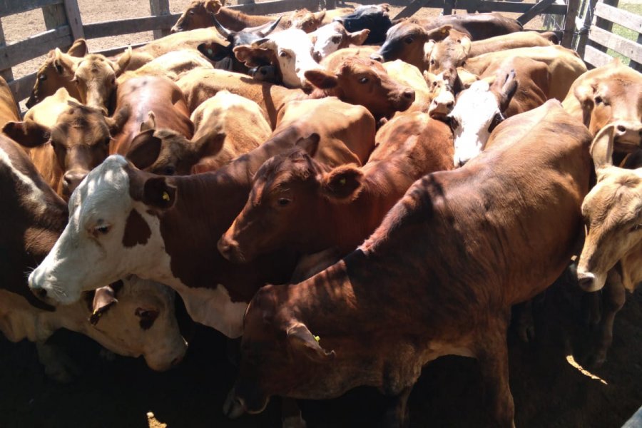 Abigeato: Secuestraron más de 170 animales vacunos con irregularidades en sus marcas