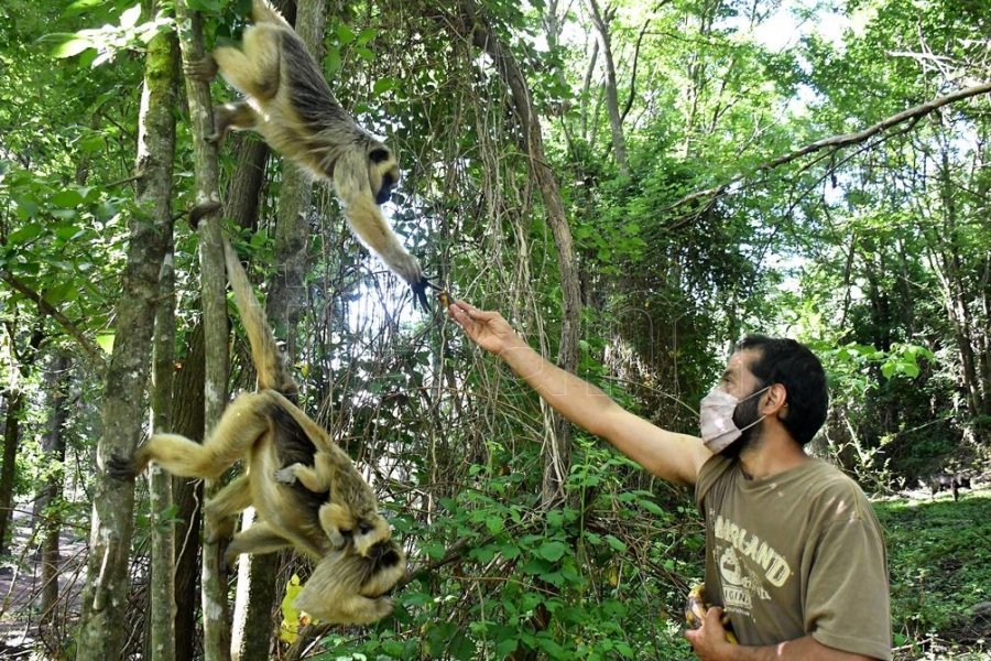 Proyecto Carayá: el santuario donde conviven 170 monos en las sierras de Córdoba