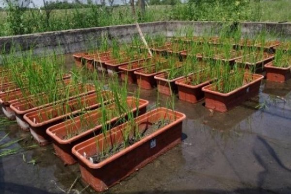 La calidad de las semillas de arroz guarda relación con el peso específico de los granos