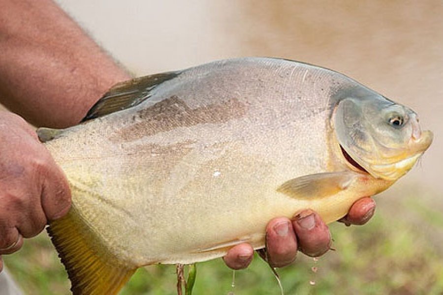Mohos del tracto digestivo del pacú podrían ser utilizados como alimento en piscicultura