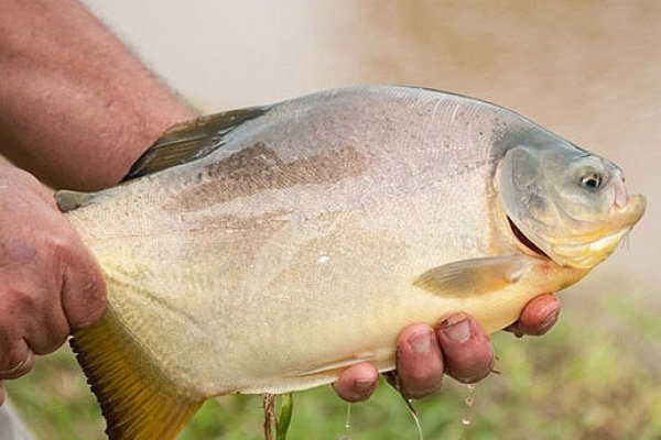 Guias de pesca aseguran que el pacú está en peligro de extinción