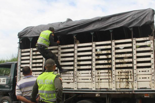 Firme avance de la Justicia contra el robo de ganado