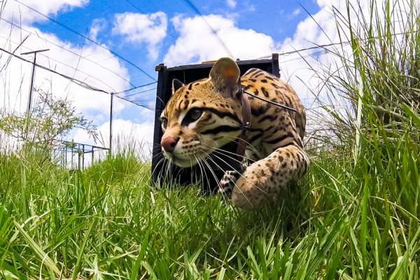 El ocelote vuelve al Iberá