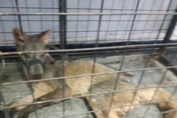 Corrientes: rescataron un zorro en cuativerio y tratan de recuperarlo