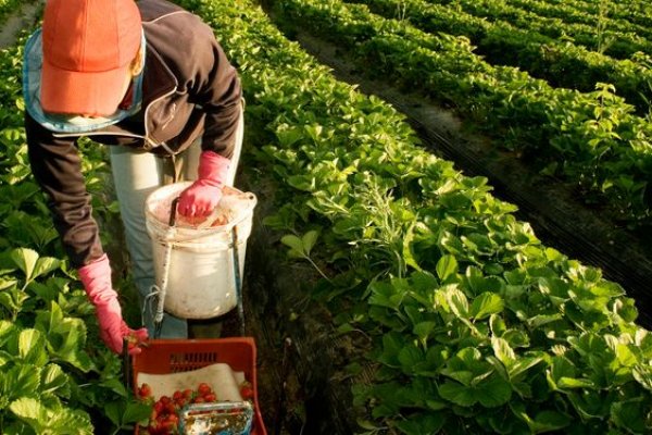 Confirman nuevo bono de 20 mil pesos para trabajadores rurales