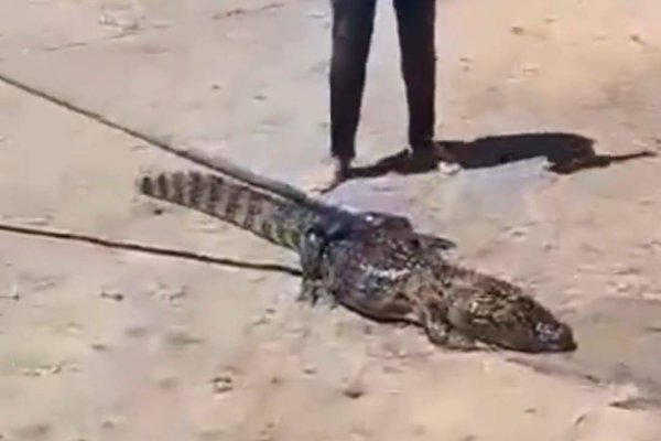 Corrientes: Recursos Naturales pedirá un descargo al municipio que autorizó matar a un yacaré