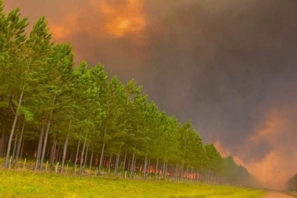 Corrientes registra más de 370 incendios forestales mensuales