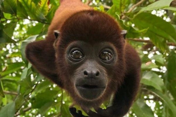Corrientes declara monumento natural al mono aullador en peligro de extinción