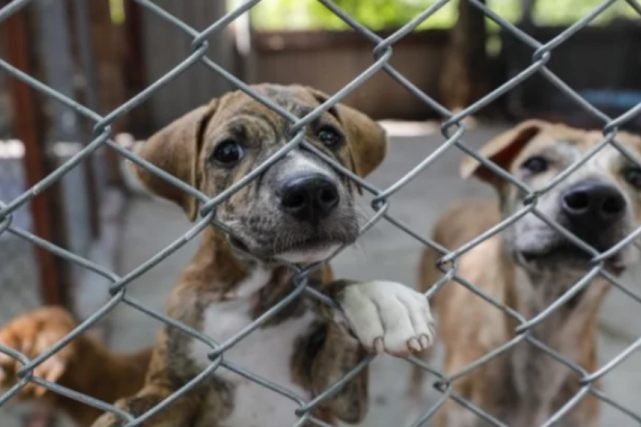 Maltrato animal: La Justicia le sacó el perro a una mujer tras un video viral