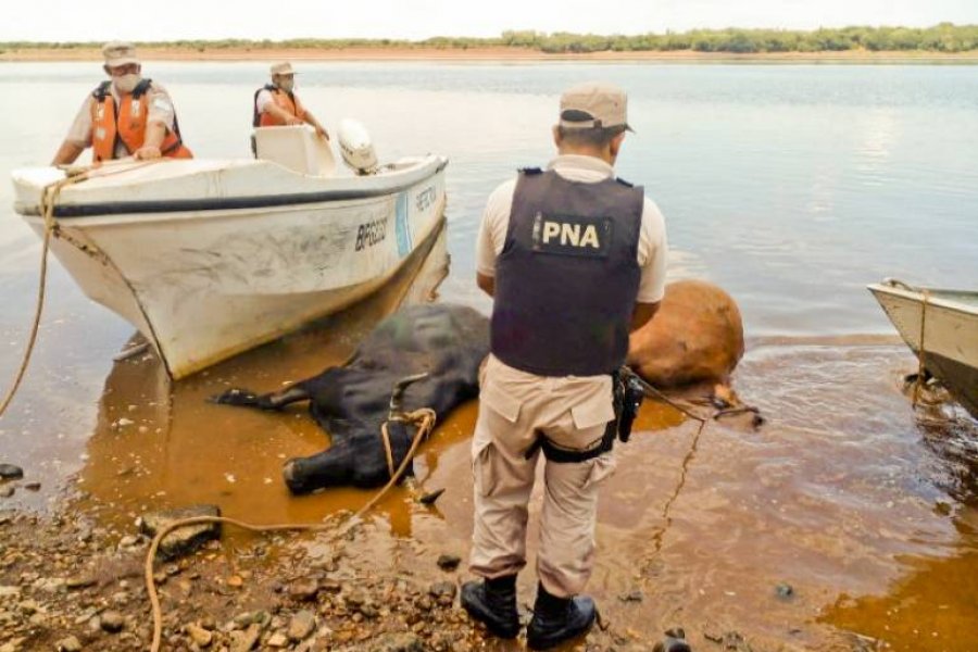Cuatreros que trasladaban animales faenados a Brasil fueron detenidos