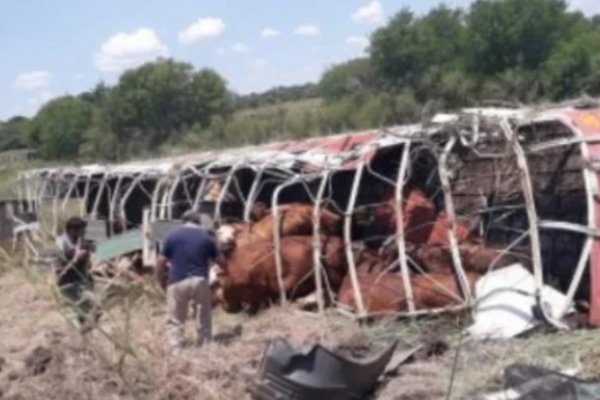 Partió de Corrientes con 33 vacas, pero volcó en el Chaco