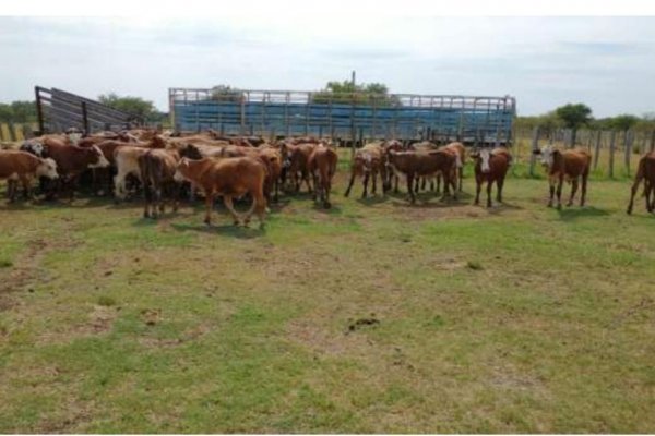 La Policía procedió al resguardo de 101 bovinos sobremarcados y adulterados