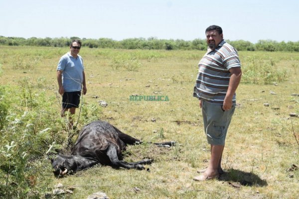 El misterio de las vacas mutiladas pone en alerta a Esquina