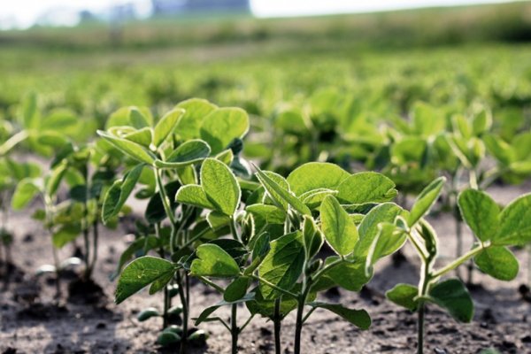 El fenómeno La Niña pone en riesgo la proyección de cosechas récords