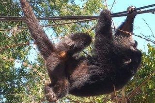 Dos monos carayá murieron electrocutados en Corrientes