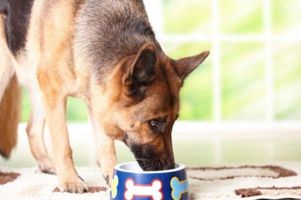 Recomendaciones para cuidar a tu mascota de la ola de calor