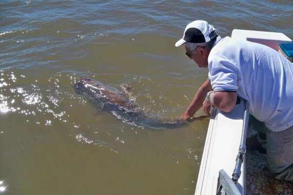 Pesca del Surubí en Goya: Pase sanitario y obligatoriedad de vacunas