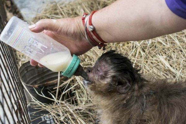 Tenencia ilegal y maltrato animal: rescataron a dos monos en Temperley