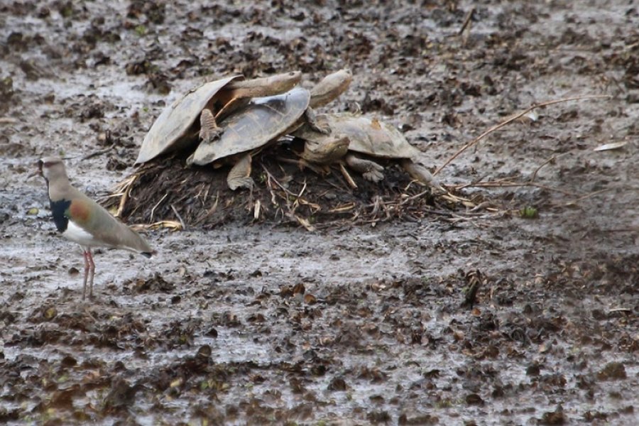 La sequía, el calor y la bajante del Paraná provocan mortandad de peces y tortugas de agua