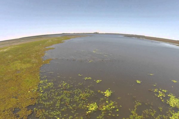 Nuevo ataque de palometas cerca de Goya