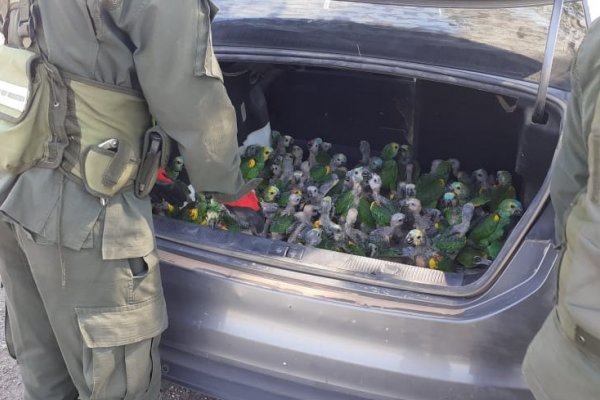 Viajaban hacia Santa Fe trasladando 100 loros ocultos en el baúl de un automóvil