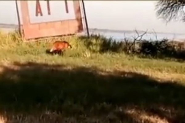 VIDEO| Apareció un Aguará Guazú en una instalación del INTA en Corrientes