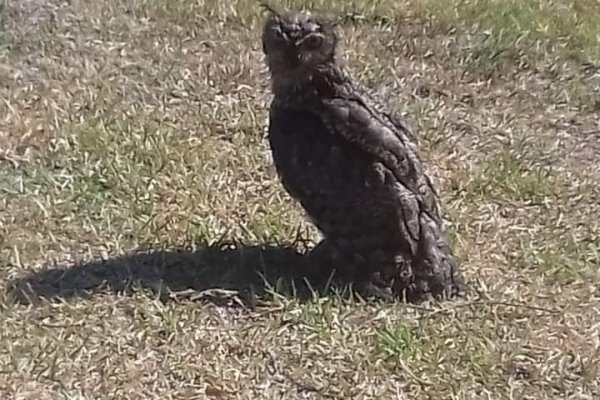 Liberaron a dos Ñacurutú en la Reserva natural Isla Las Damas