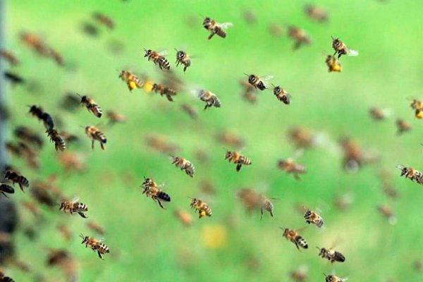 Iba en moto por la ruta y murió atacado por abejas