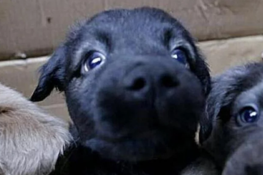 Una organización realizará una jornada de adopción de perros