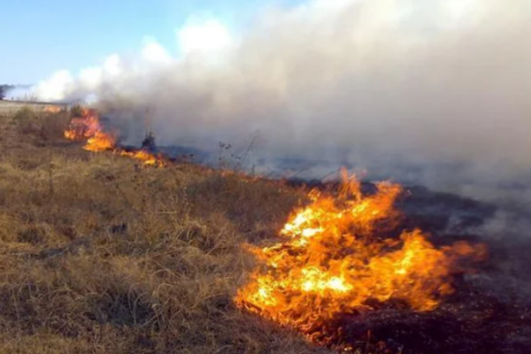 Bomberos extinguieron el fuego en un refugio canino de Capital