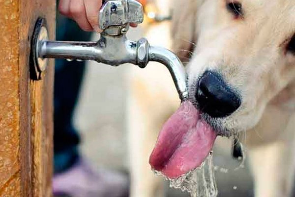 Cómo evitar que las mascotas sufran golpe de calor