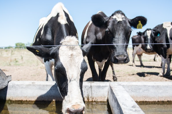 El extremo calor también afecta a la ganadería y el Inta brinda asistencia