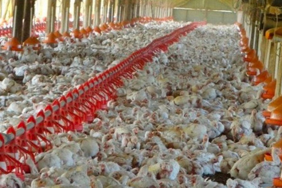 Murieron unas 400.000 gallinas en tres días por la ola de calor en Uruguay