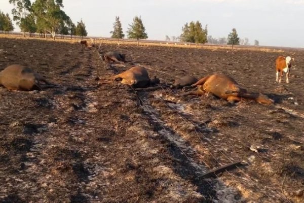 Un veterinario correntino se ofreció a curar a los animales afectados por los incendios